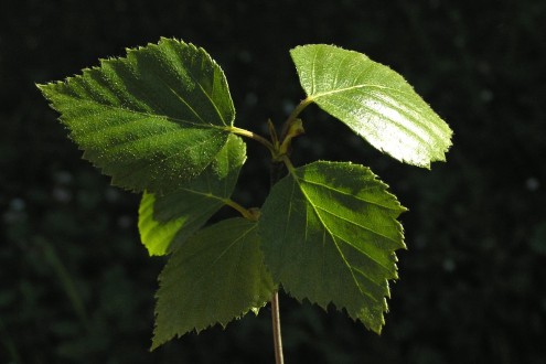 breza biela (Betula pubescens) - vetvička s mladými listami