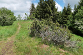 borovica horská (Pinus mugo) - Tanád, Štiavnické vrchy, 930 m n. m. (5/2024), pôdoochranné zalesňovanie
