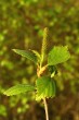 breza biela (Betula pubescens) - ♀ jahňady