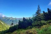 smrek obyčajný (Picea abies) - Tichá dolina, Západné Tatry, 1 760 m n. m. (6/2024)