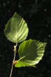 breza biela (Betula pubescens) - vetvička s listami (rub)