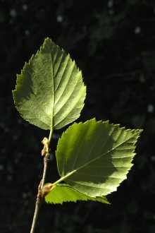 breza biela (Betula pubescens) - vetvička s listami (rub)