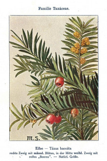 tis obyčajný (Taxus baccata) - Unsere Waldbäume, Sträucher und Zwergholzgewächse. Heidelberg, Carl Winter`s Universitätsbuchhandlung