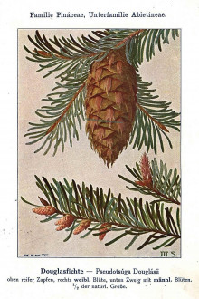duglaska tisolistá (Pseudotsuga menziesii) - Unsere Waldbäume, Sträucher und Zwergholzgewächse. Heidelberg, Carl Winter`s Universitätsbuchhandlung