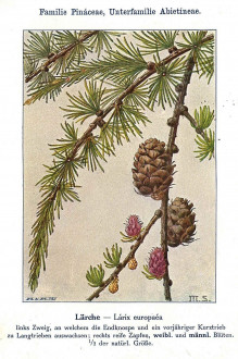 smrekovec opadavý (Larix decidua) - Unsere Waldbäume, Sträucher und Zwergholzgewächse. Heidelberg, Carl Winter`s Universitätsbuchhandlung