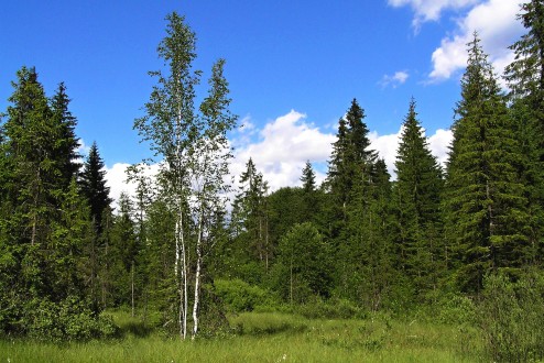 breza biela (Betula pubescens) - rašelinisko, podhorie Západných Tatier