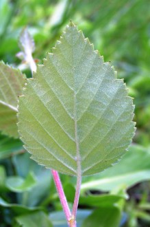 breza biela (Betula pubescens) - spodná strana