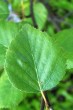 breza biela (Betula pubescens) - vrchná strana