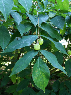 klokoč perovitý (Staphylea pinnata)