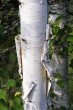 breza biela (Betula pubescens) - borka (stredná časť kmeňa)