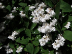 trojpuk drsný (Deutzia scabra)
