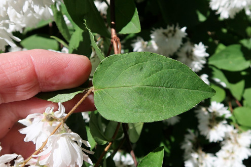 trojpuk drsný (Deutzia scabra) - vrchná strana
