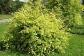 breza biela (Betula pubescens) - žltolistá forma (Arborétum Borová hora, Zvolen))