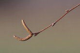 breza previsnutá (Betula pendula) - ♂ jahňady sa zakladajú už na jeseň