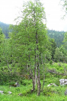 breza karpatská (Betula carpatica) -  Kôprová dolina, Vysoké Tatry (cca 1 280 m n.m.)