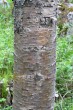 breza karpatská (Betula carpatica) - borka