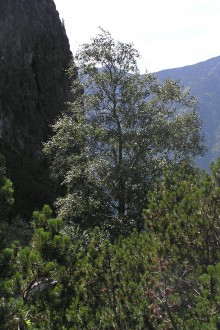 breza karpatská (Betula carpatica) -  Kôprová dolina, Vysoké Tatry (cca 1 380 m n.m.)
