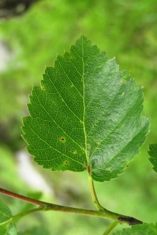 breza karpatská (Betula carpatica) - vrchná strana