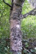 breza karpatská (Betula carpatica) - borka