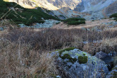 vŕba švajčiarska (Salix helvetica) - Vysoké Tatry, Temnosmrečinská dolina, 1 700 m n. m. (10/2024)