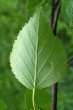 breza karpatská (Betula carpatica) - spodná strana