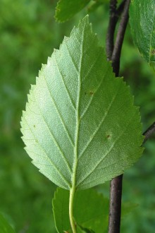 breza karpatská (Betula carpatica) - spodná strana