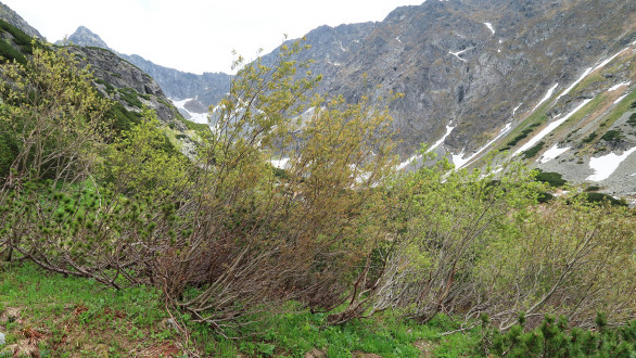 vŕba sliezska (Salix silesiaca) - Vysoké Tatry, Temnosmrečinská dolina (1 700 m n. m.)