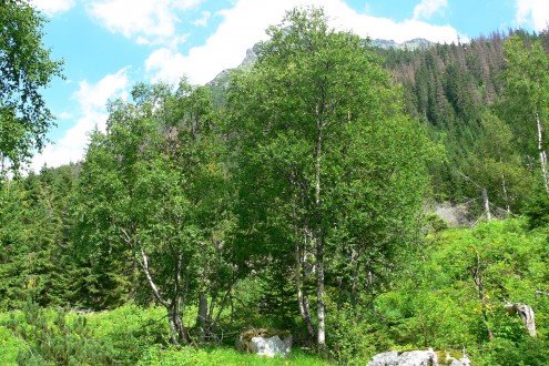 breza karpatská (Betula carpatica) - na kamennej suti