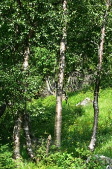 breza karpatská (Betula carpatica) - borka