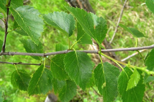 breza karpatská (Betula carpatica) - vetvička s listami