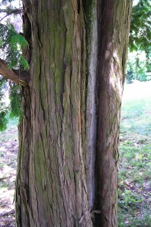 tis obyčajný (Taxus baccata) - borka (spodná časť kmeňa)