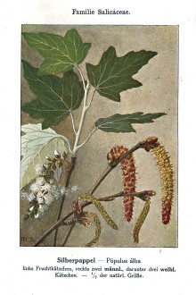 topoľ biely (Populus alba) -  Unsere Waldbäume, Sträucher und Zwergholzgewächse. Heidelberg, Carl Winter`s Universitätsbuchhandlung