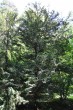 tis obyčajný (Taxus baccata)
