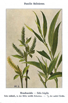 vŕba krehká (Salix fragilis) - Unsere Waldbäume, Sträucher und Zwergholzgewächse. Heidelberg, Carl Winter`s Universitätsbuchhandlung