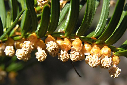 tis obyčajný (Taxus baccata) - samčie (♂) šištičky