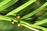 tis obyčajný (Taxus baccata) - samičie (♀) šištičky