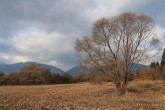 vŕba krehká (Salix fragilis)