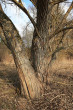 vŕba krehká (Salix fragilis) - hrubo sieťovito rozpukaná borka