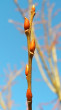 vŕba rakytová (Salix caprea)