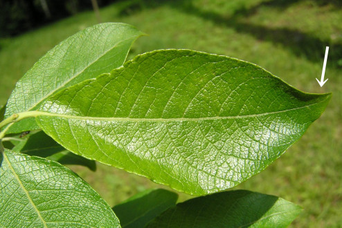vŕba rakytová (Salix caprea) - skrútený hrot