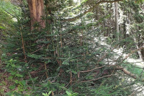 tis obyčajný (Taxus baccata) - pňová výmladnosť