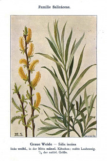 vŕba sivá (Salix eleagnos) -  Unsere Waldbäume, Sträucher und Zwergholzgewächse. Heidelberg, Carl Winter`s Universitätsbuchhandlung