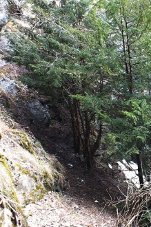 tis obyčajný (Taxus baccata) - Suchá dolina, Západné Tatry