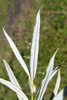 vŕba sivá (Salix eleagnos) - spodná strana (okraje zo spodu podvinuté)