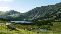 vŕba švajčiarska (Salix helvetica) - Vysoké Tatry, Temnosmrečinské pleso