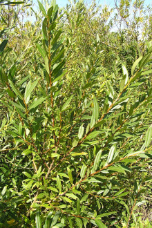 vŕba trojtyčinková (Salix triandra)