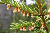 tis obyčajný (Taxus baccata) - samčie (♂) kvety