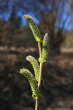 vŕba purpurová (Salix purpurea) - samičie (♀) jahňady
