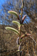 vŕba purpurová (Salix purpurea) - samčie (♂) jahňady