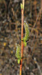 vŕba purpurová (Salix purpurea) - samičie (♀) jahňady